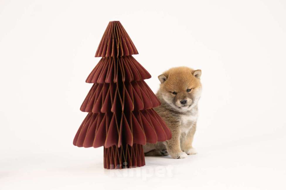 Собаки в Новосибирске: Щенки Сиба Ину Мальчик, Бесплатно - фото 4