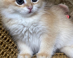 Кошки в Саке: Котята! Девочка, 20 000 руб. - фото 4