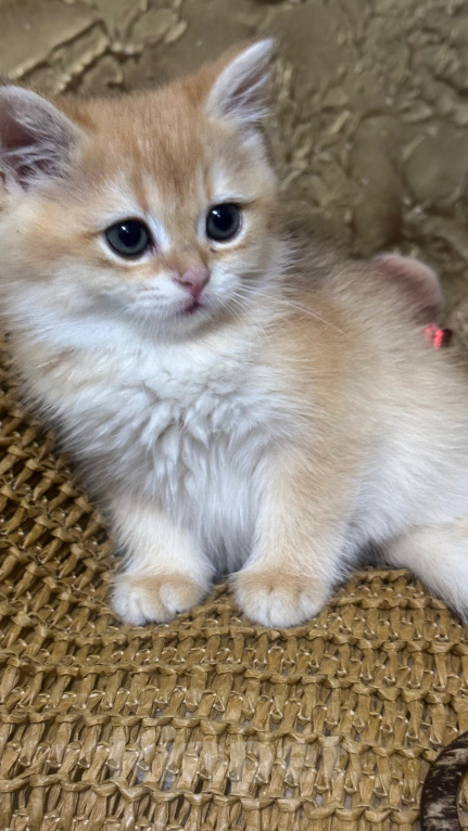 Кошки в Саке: Котята! Девочка, 20 000 руб. - фото 4