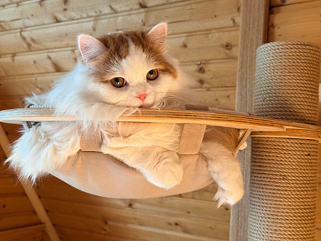 Шотландский длинношерстный юноша