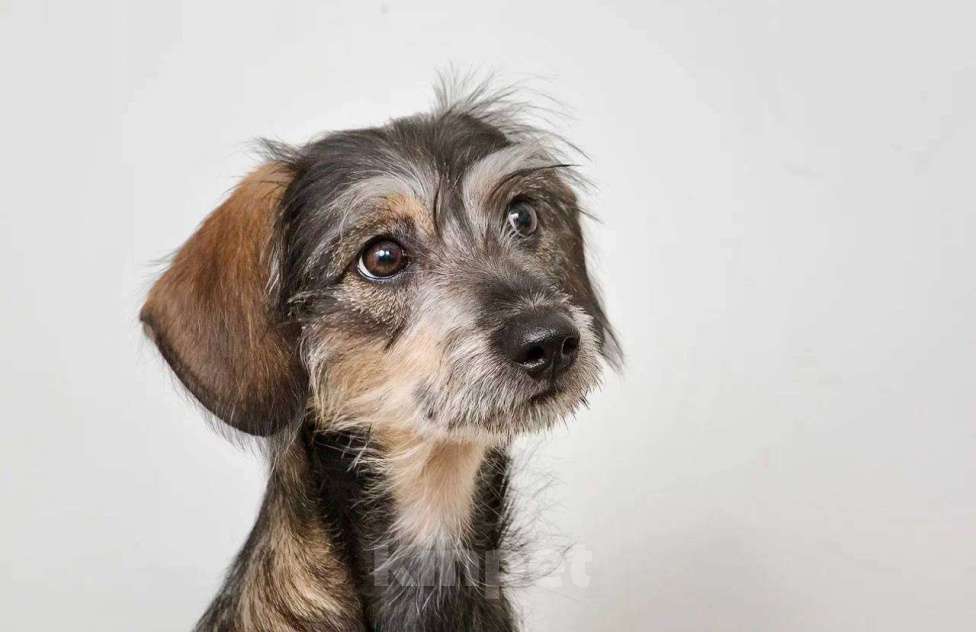 Собаки в Лосином-Петровском: Серафима якутенок ппбж Девочка, Бесплатно - фото 4