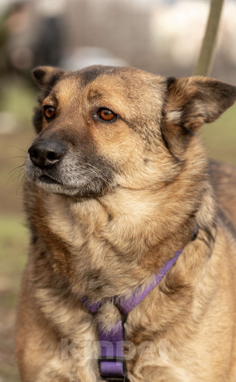 Собаки в Москве: Твист Мальчик, Бесплатно - фото 6