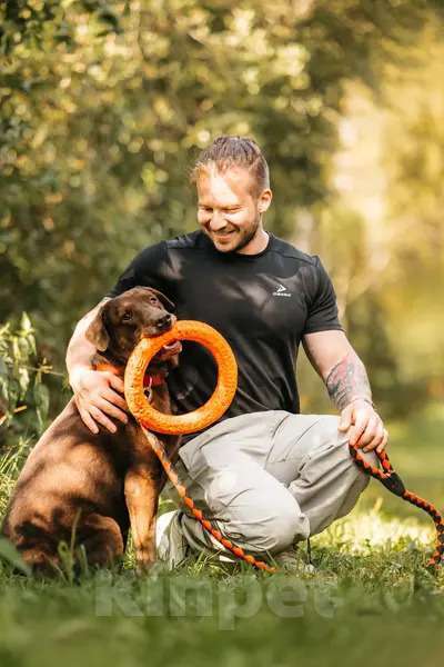 Собаки в Москве: Метис лабрадора Валико ищет дом.  Мальчик, Бесплатно - фото 4