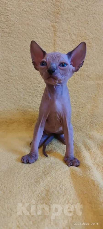 Кошки в Москве: Нежнейшая котодевочка Девочка, 35 000 руб. - фото 3