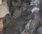 Кошки в Армавире: Продаю котят Мальчик, 10 000 руб. - фото 10