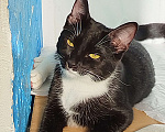 Кошки в Санкт-Петербурге: Кошечка Пуся Девочка, 500 руб. - фото 1