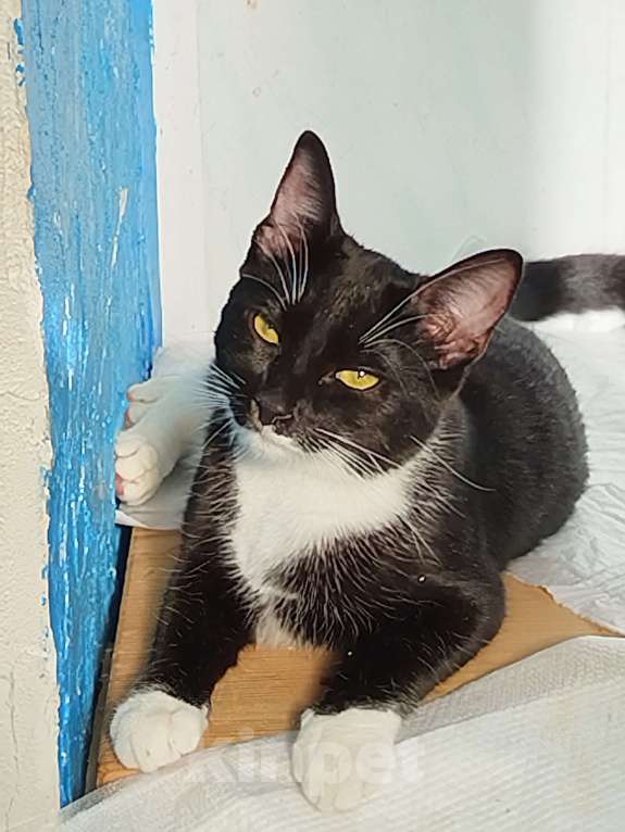 Кошки в Санкт-Петербурге: Кошечка Пуся Девочка, 500 руб. - фото 1