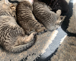 Кошки в других городах Нижегородской области: Котята в добрые руки Разнополые, Бесплатно - фото 2