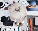 Кошки в Иркутске: Котенок с отличными породными данными Девочка, Бесплатно - фото 1