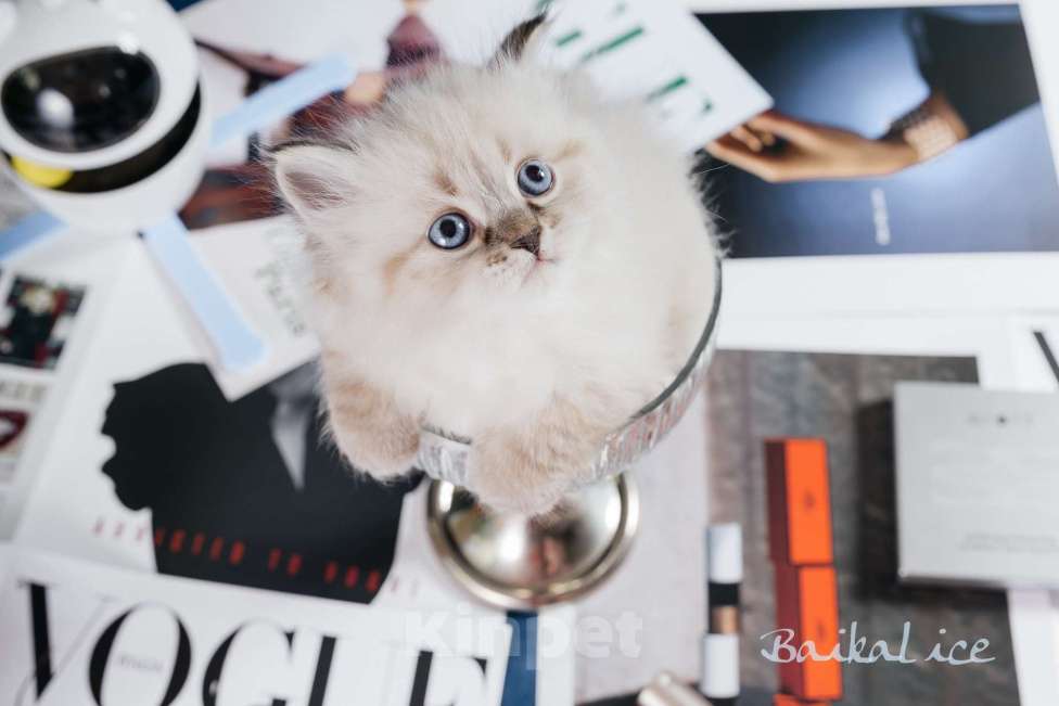 Кошки в Иркутске: Котенок с отличными породными данными Девочка, Бесплатно - фото 1