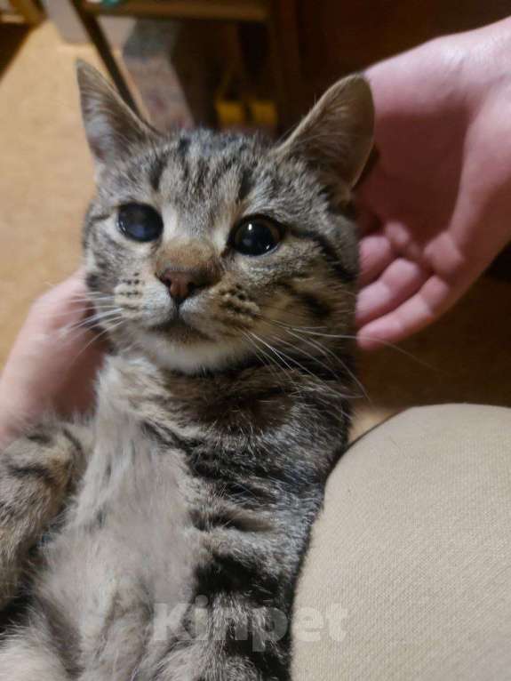 Кошки в других городах Московской области: Космическая одноглазая кошка (котенок) Девочка, 1 руб. - фото 1