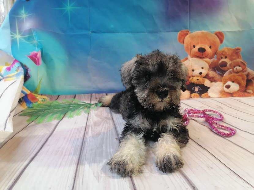 Собаки в Санкт-Петербурге: Цвергшнауцер девочка Девочка, 40 000 руб. - фото 5