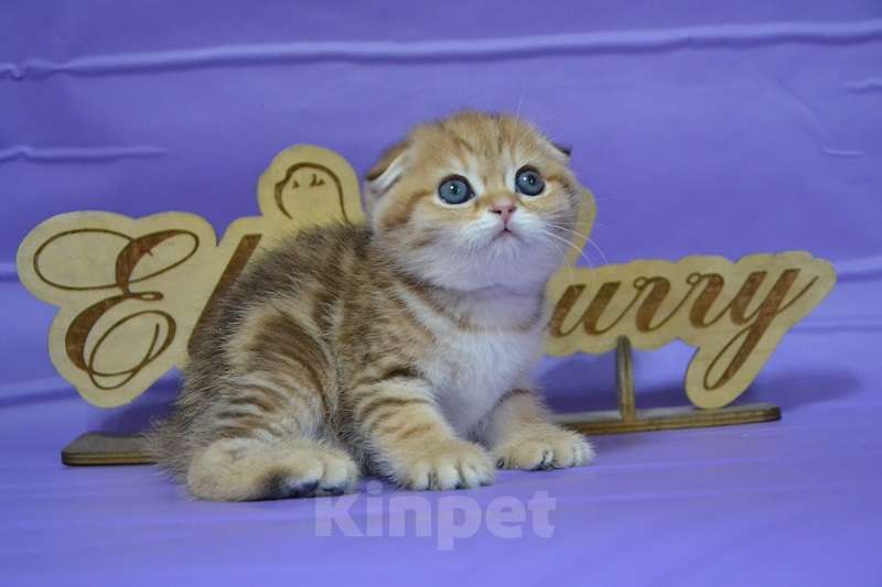 Кошки в Москве: Вислоухая золотая Красавица Девочка, 65 000 руб. - фото 3