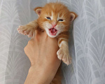 Кошки в Щелково: Мальчик мейн-кун полидакт  Мальчик, 150 000 руб. - фото 2