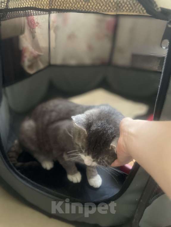 Кошки в Санкт-Петербурге: Котик Феденька ждет своих родителей Мальчик, Бесплатно - фото 5