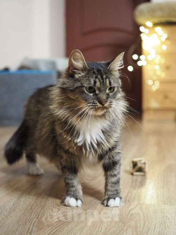 Кошки в Москве: Смешная кошечка Марыся в поисках семьи Девочка, Бесплатно - фото 3