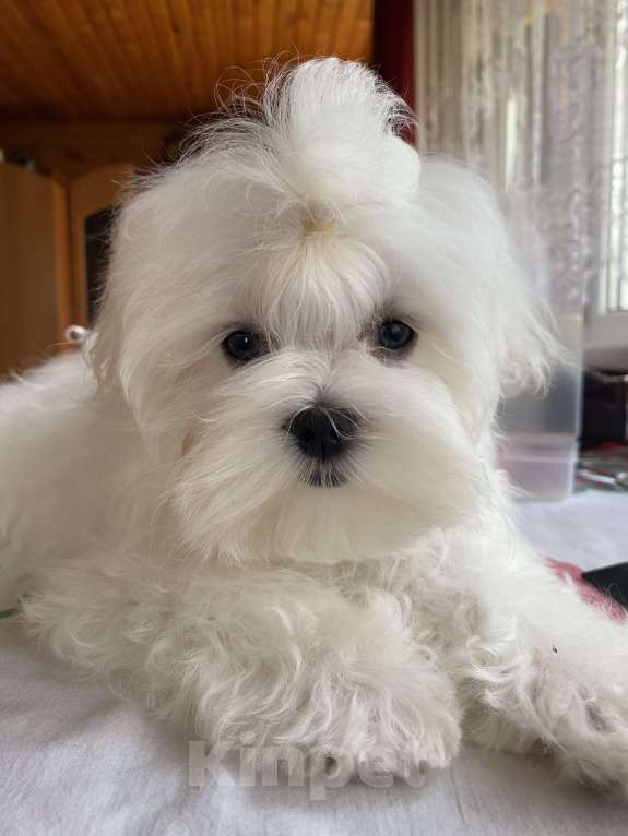 Собаки в Москве: Мальтезе мальчик мини 4 месяца  Мальчик, 100 000 руб. - фото 8