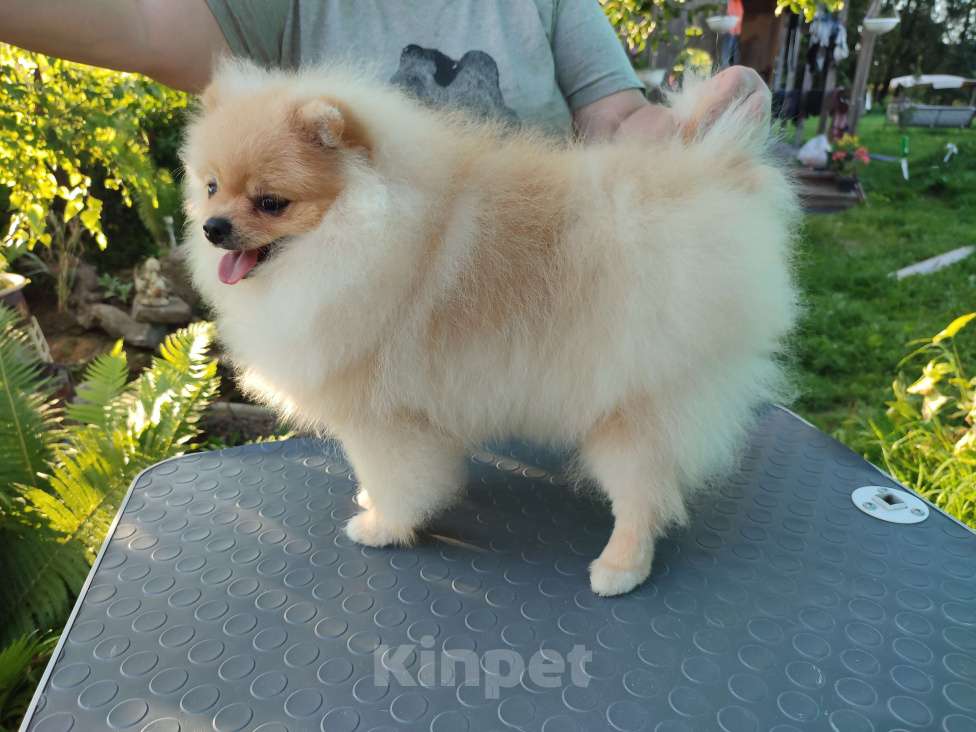 Собаки в Москве: Цвергшпиц (померанский) девочка Девочка, 35 000 руб. - фото 3