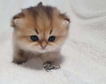 Кошки в Череповце: Сладкий мальчишка в любимцы или в разведение Мальчик, 70 000 руб. - фото 6