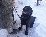 Собаки в Волгограде: Вязка лабрадор 5 лет, 3 300 руб. - фото 1