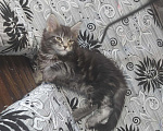 Кошки в Малмыже: Котята мейн-кун, 12 000 руб. - фото 8