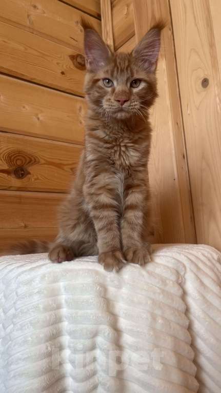 Кошки в Ярославле: Кот Мальчик, 45 000 руб. - фото 4