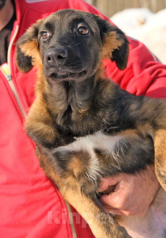Собаки в Чехове: Красавец Лир в самые любящие руки Мальчик, Бесплатно - фото 1