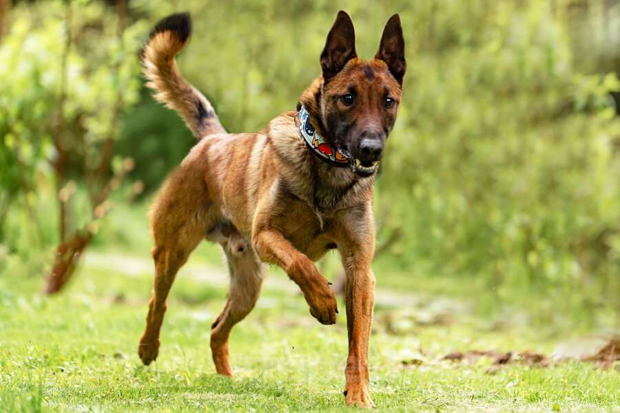 Собаки в Москве: Красавчик Анзор ищет дом. Мальчик, Бесплатно - фото 7