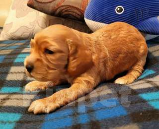 Собаки в Нижнем Новгороде: Щенок кокер спаниеля Мальчик, Бесплатно - фото 1