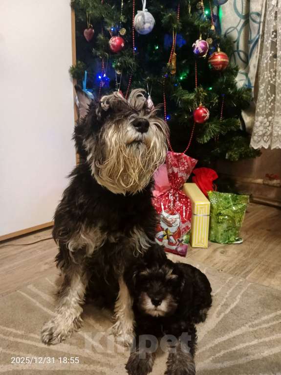 Собаки в Красноярске: Цвергшнауцер щенки Девочка, 50 000 руб. - фото 3