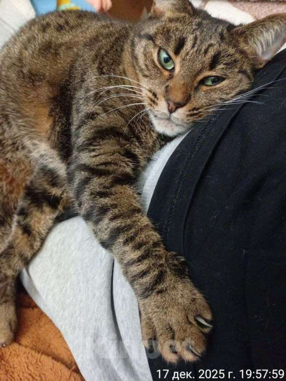 Кошки в Москве: кошка Бася ищет дом Девочка, Бесплатно - фото 2