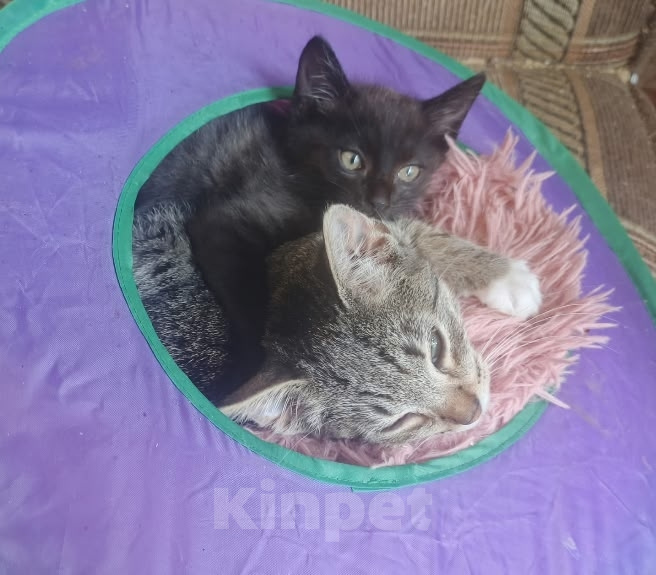 Кошки в Санкт-Петербурге: Котята Миша и Влад Мальчик, Бесплатно - фото 2