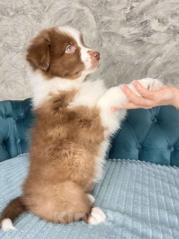 Собаки в Ростове-на-Дону: Щенок Мальчик, 60 000 руб. - фото 3