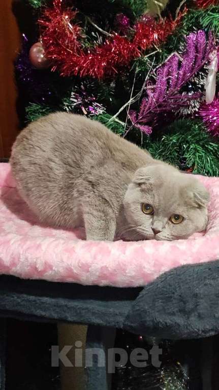 Кошки в Самаре: Британская короткошерстная кошка Девочка, 55 000 руб. - фото 2