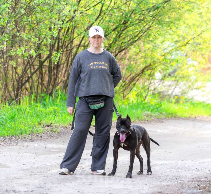 Собаки в Москве: Веном в добрые руки Мальчик, Бесплатно - фото 4
