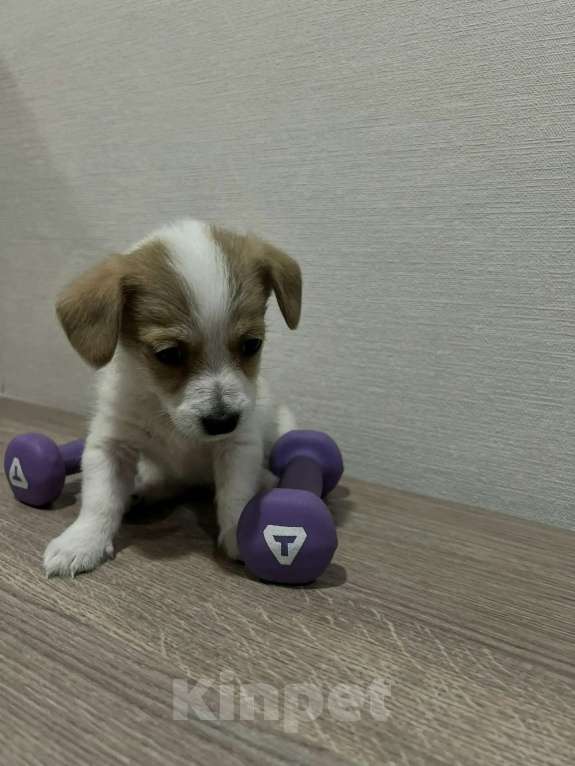 Собаки в Красноярске: Щенок джек Рассел терьер мальчик Мальчик, 18 000 руб. - фото 4