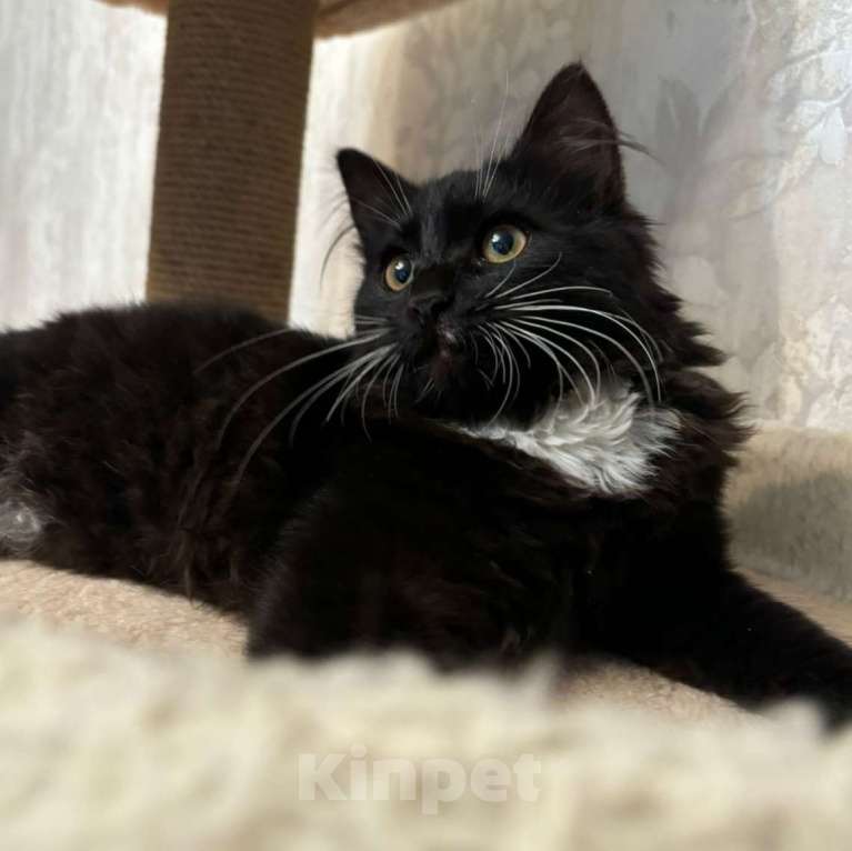 Кошки в Москве: Маленького котенка девочку подкинули во двор 🆘️ Срочный поиск дома Девочка, Бесплатно - фото 5