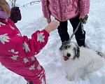 Собаки в Москве: Космо Мальчик, Бесплатно - фото 5