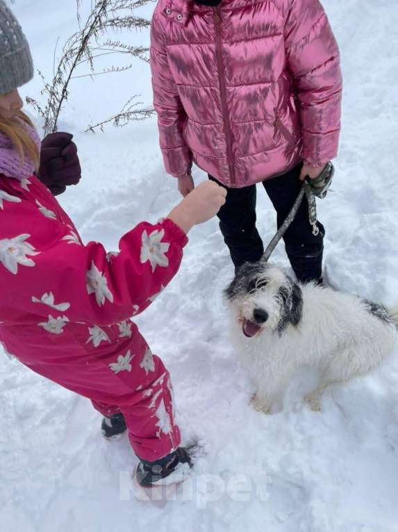 Собаки в Москве: Космо Мальчик, Бесплатно - фото 5