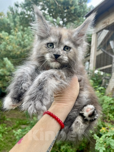 Кошки в других городах Ленинградской области: Мейн кун котята девочки Девочка, 45 000 руб. - фото 1