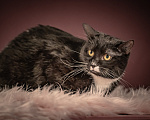 Кошки в Клине: Котюлька — очаровательная молодая кошечка Девочка, Бесплатно - фото 1