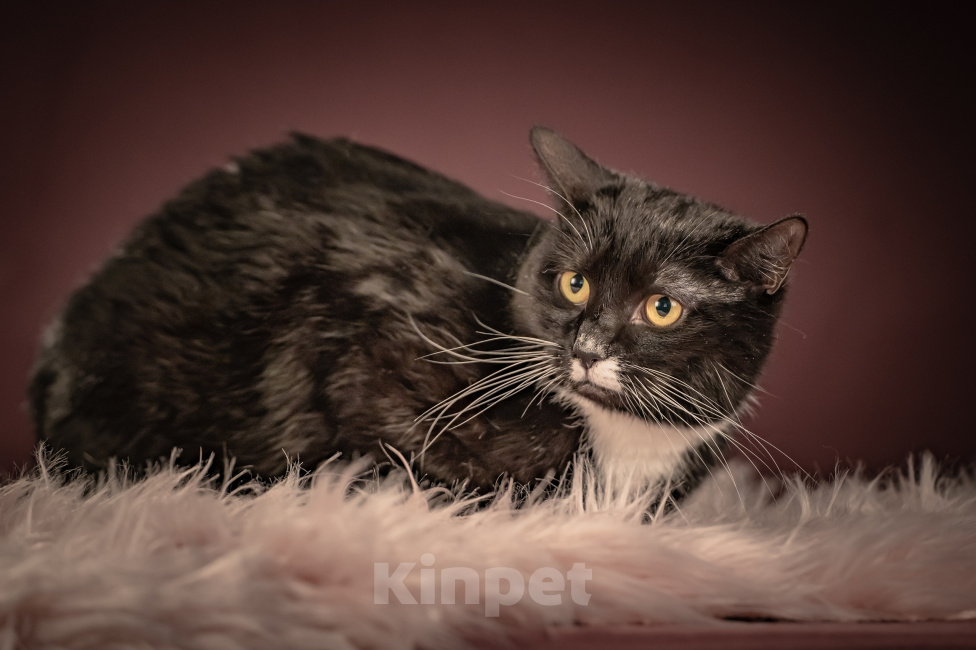 Кошки в Клине: Котюлька — очаровательная молодая кошечка Девочка, Бесплатно - фото 1