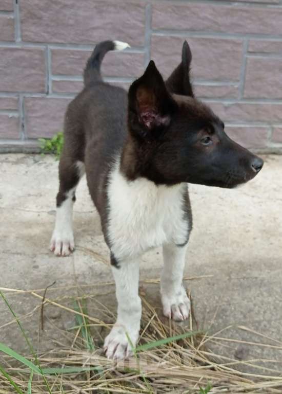 Собаки в Орле: Щенок девочка 3месяца в добрые руки отдам бесплатно. Девочка, 5 руб. - фото 3