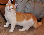 Кошки в белоозёрском: Коржик с изюминкой ищет дом!  Мальчик, 100 руб. - фото 1