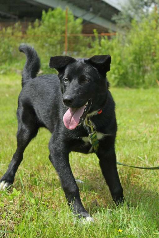 Собаки в Санкт-Петербурге: Необыкновенный щенок-красавчик ищет дом Мальчик, Бесплатно - фото 8