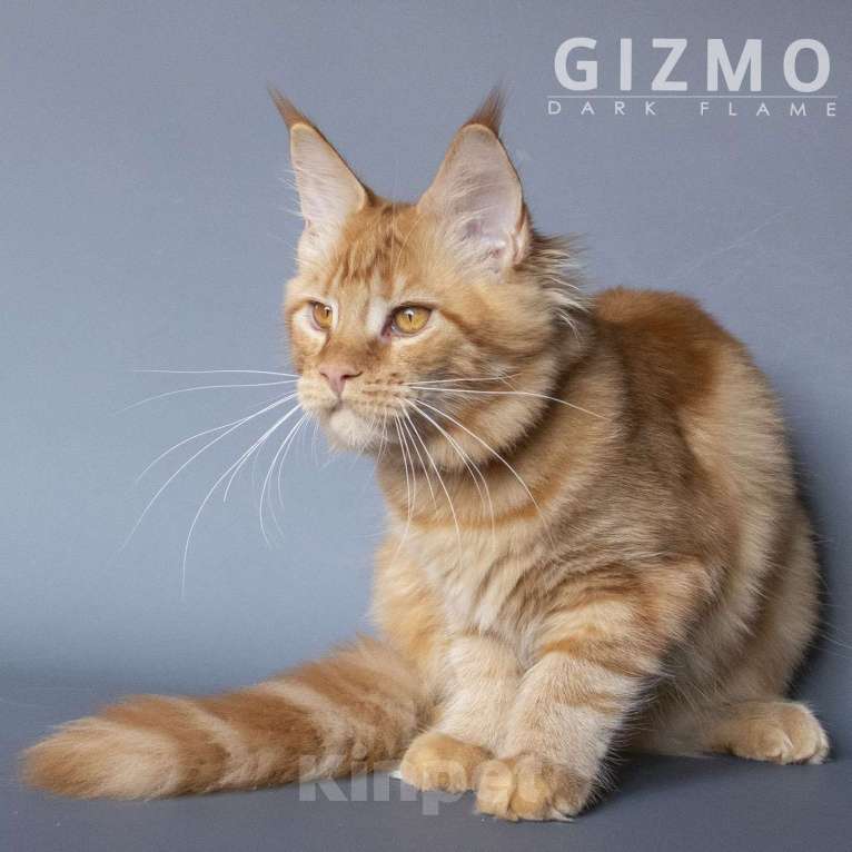 Кошки в других городах Воронежской области: Gizmo Dark Flame Девочка, 50 000 руб. - фото 5