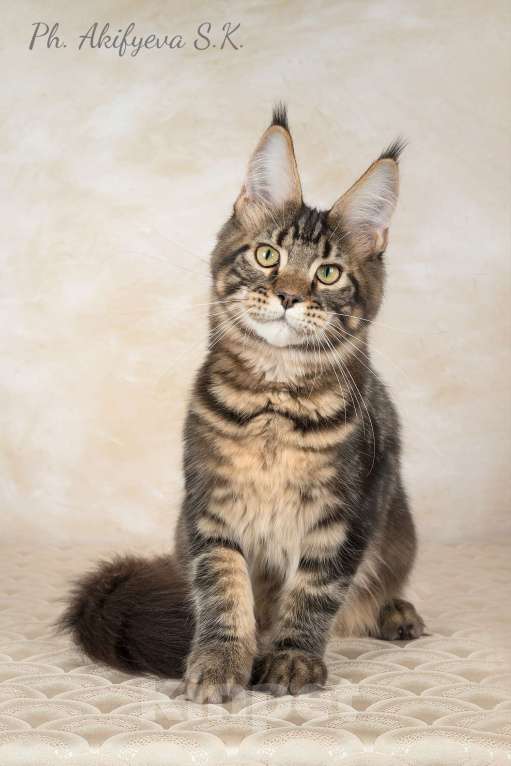 Кошки в Озерске: Котёнок Мейн-кун Орион Мальчик, 45 000 руб. - фото 3