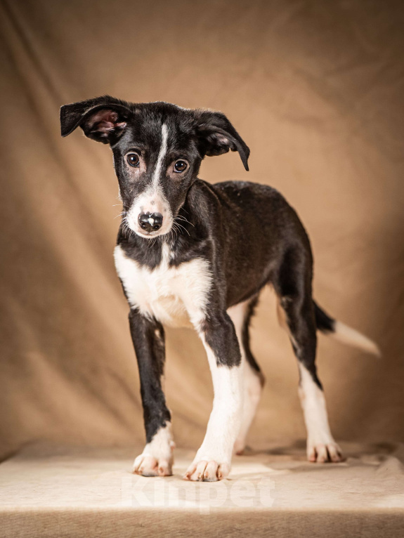 Собаки в Клине: Нуара — бойкая собачка Мальчик, Бесплатно - фото 3