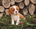 Собаки в других городах Московской области: Девочка кавалер бленхейм  Девочка, 120 000 руб. - фото 3