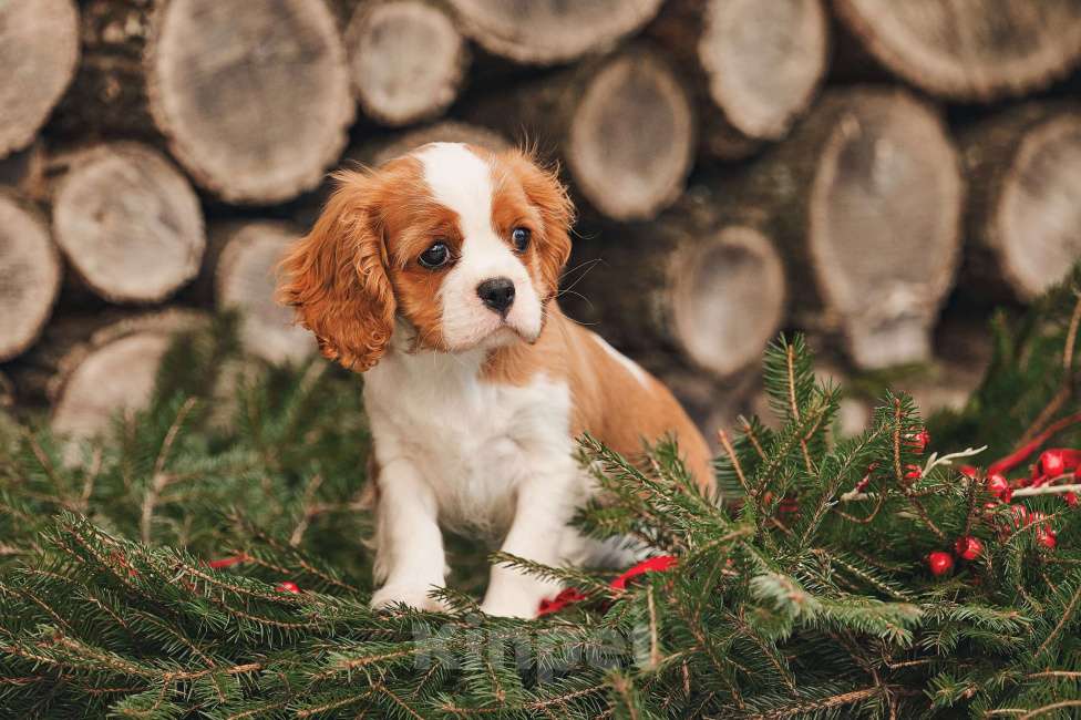 Собаки в других городах Московской области: Девочка кавалер бленхейм  Девочка, 120 000 руб. - фото 3